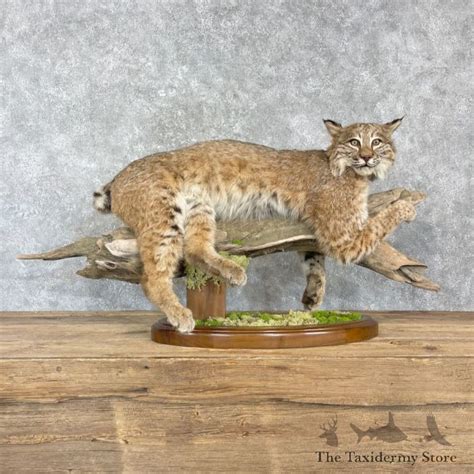 Bobcat Life Size Mount For Sale 27203 The Taxidermy Store