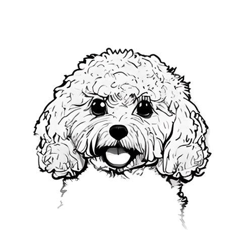 Bichon Frise Coloring Page Coloring Pages