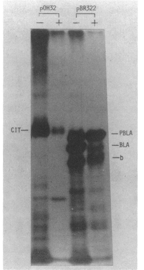 Fractionation Of S Methionine Labeled Minicells Harboring Poh