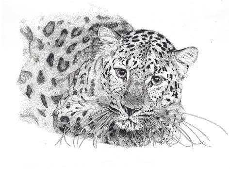 Amur Leopard Drawing By Riina Maido