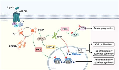 Frontiers The Regulatory Role Of PDE4B In The Progression Of