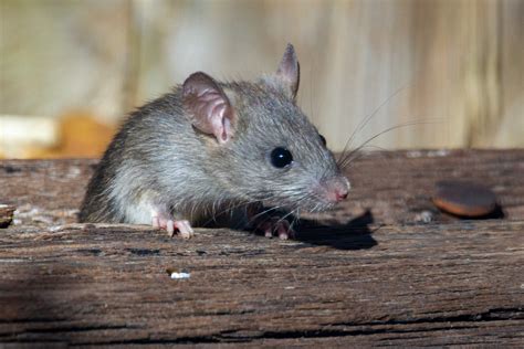 3 Diseases Spread By Rats In Washington