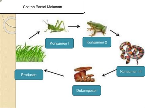 Ppt Rantai Makanan Dan Jaring Jaring Makanan