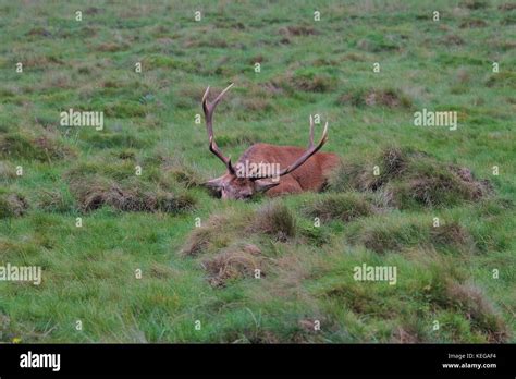 Park Land Surrey Stock Photo Alamy