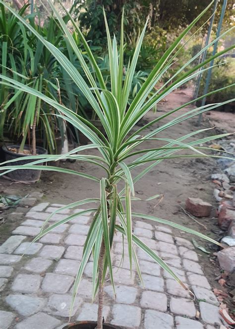 Dracaena Marginata - Green - Boota.pk