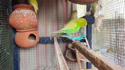 Birds Mating Budgies Female Budgie Mating Behavior Budgies Mating