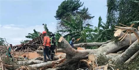 Pohon Beringin Di Kuningan Tumbang Rumah Rusak Berat Dan Orang