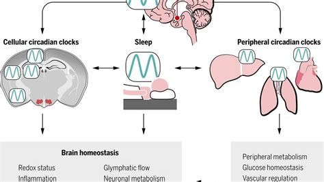 Sleep Physiology Video Explanation Dr Wes Fox