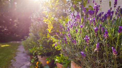 Lavender Plant Care What To Do To Grow Healthy Flowers Livingetc