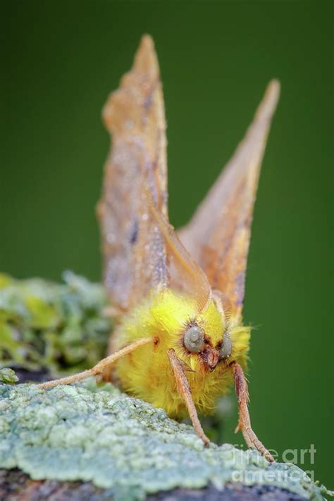 Canary Shouldered Thorn Moth 1 By Heath Mcdonald Science Photo Library