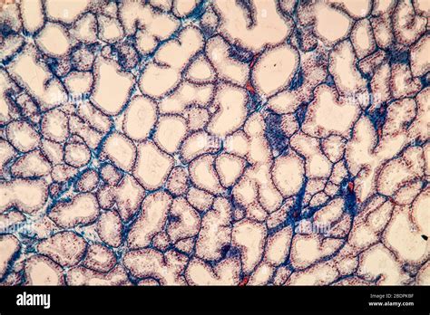 Lacrimal Gland Tissue Under The Microscope 100x Stock Photo Alamy