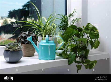 Different Beautiful Houseplants And Light Blue Metal Watering Can On