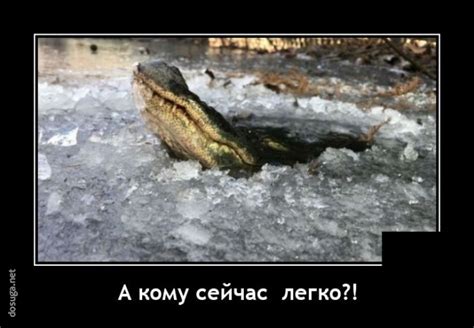 Смешные демотиваторы на Досуге (20 фото)