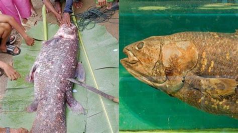 Fakta Fakta Penemuan Ikan Purba Coelacanth Di Gorontalo Utara Menarik