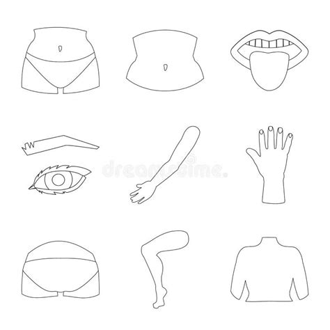 Vector Design Of Body And Part Sign Collection Of Body And Anatomy