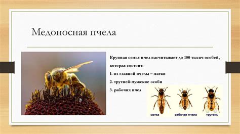 Общественные насекомые - презентация онлайн