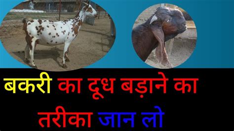 बकर क दध कस बढए bakri ka dudh kaise badhaye Goat milk increase