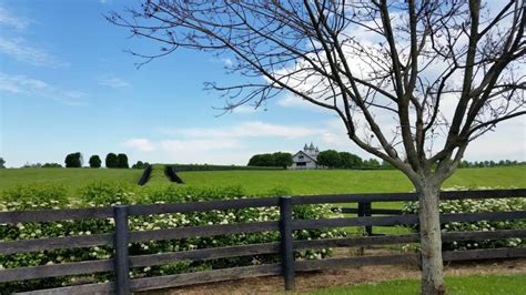 Kentucky Bluegrass The Ultimate Guide To Lush Green Lawns