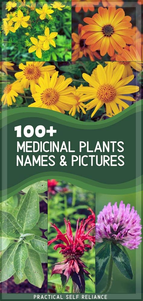 100+ Medicinal Plants and Their Uses | Medicinal herbs garden, Herbal ...