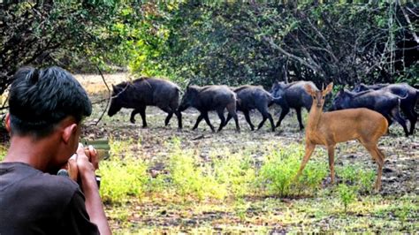 Wild Boar Hunting Berburu Di Spot Kijang Poin Babi Hutan Betina Besar