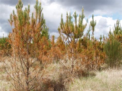 Nz Farm Forestry Dothistroma Needle Blight