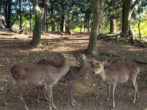 Premium Photo Wild Deer In Nara Park In Japan Deer Are Symbol Of