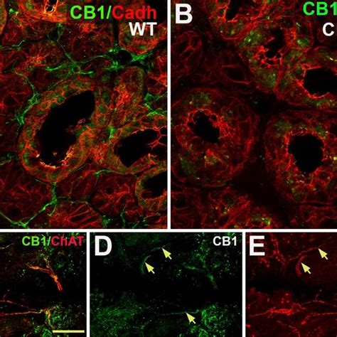 Cb1 Signaling System In Submandibular Gland Schematic Of Submandibular