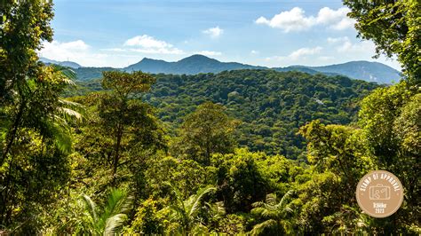 My Favorite Airbnb Experience in Rio (2023): Exploring the Rainforests ...