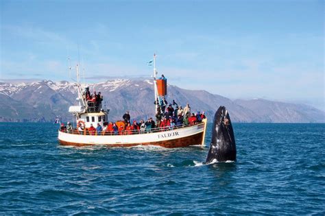 Whale Watching Husavik - Trip from the Whale Watching Capital of Europe