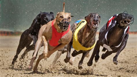 Como surgiu a tradição britânica de corrida de galgos e por que ela