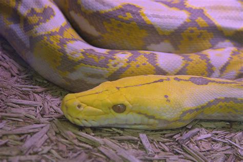 Albino Reticulated Python Zoochat