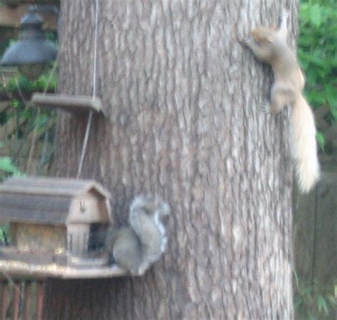 Fur Color Variations In Grey Squirrels Hubpages