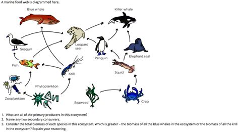 Marine Phytoplankton Food Chain