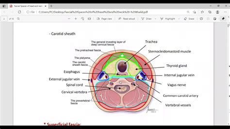 Fascial Spaces Of Head And Neck Youtube