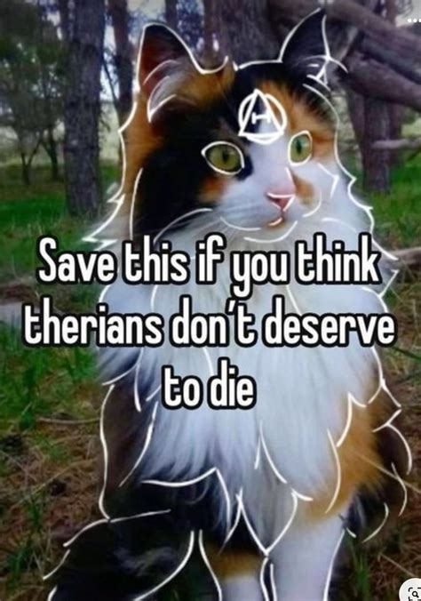 Therian In 2024 Looking For Friends Funny Cute Cats Warrior Cat