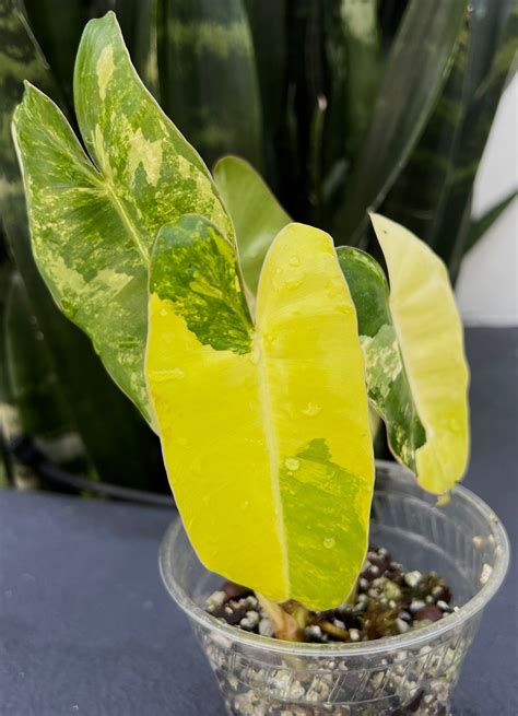 Philodendron Burle Marx Highly Variegated Us Fl Seller Etsy