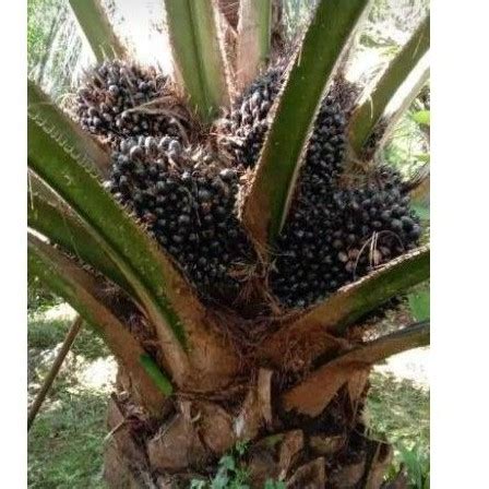 Jual Pupuk Pertumbuhan Tanaman Hormonik Bunga Buah Shopee Indonesia