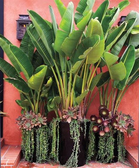 Tropical Garden Low Maintenance Plants 12 Low Maintenance Garden Ideas