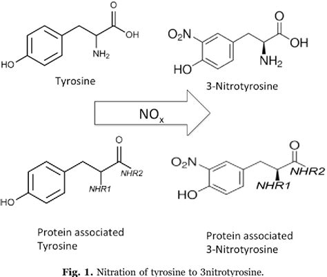 3 Nitrotyrosine