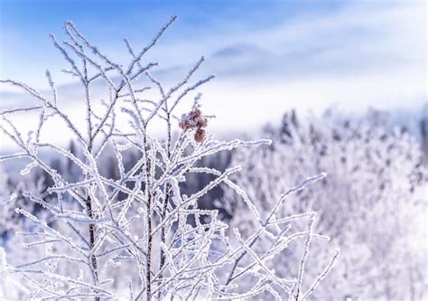 Galhos De Rvores Congeladas De Inverno Foto Premium