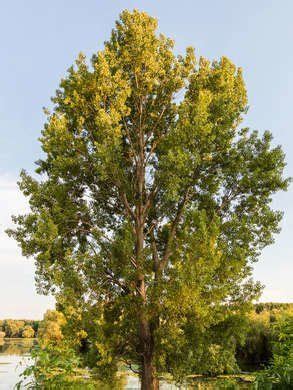 22 Fast Growing Shade Trees To Plant In Your Yard Landscape Design By