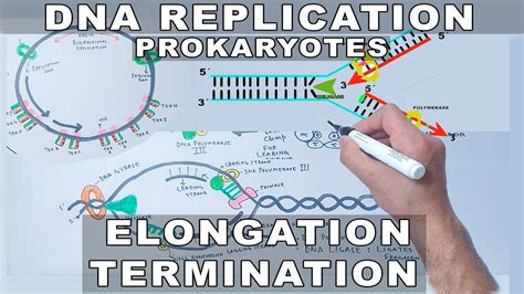 Dna Replication In Prokaryotes Elongation And Termination Youtube