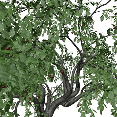 Cherry Tree 05 3d Model By Antoniokowatsch