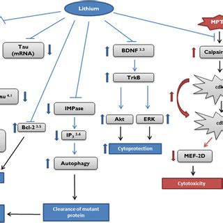 Potential Targets Of Cytoprotective Effects By Lithium Target Pathways