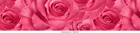 Rose Header Images Browse 14305 Stock Photos And Vectors Free Download