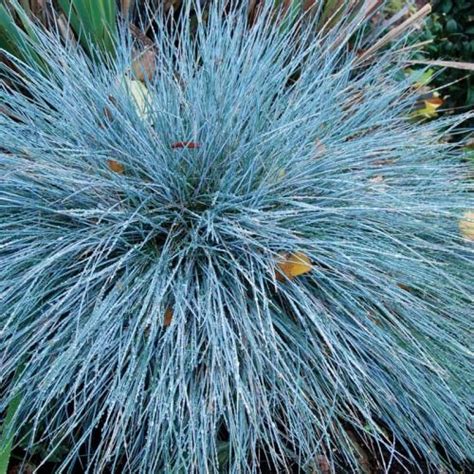 Festuca Boulder Blue Ornamental Grasses Blue Fescue Perennial Grasses