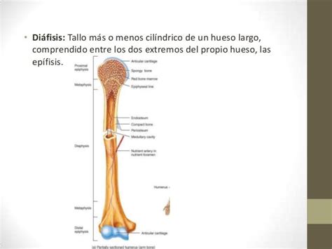 Generalidades De Los Huesos