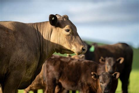 Highest Australian Red Meat Exports On Record International Leather Maker