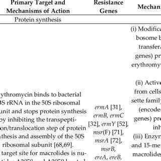 Mechanisms Of Action Of Non Lactam Antibiotics Active Against S