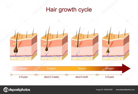 Hair Growth Cycle Anagen Catagen Telogen Poster Hair Growth Phase Stock